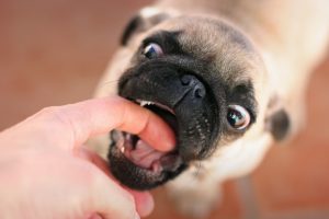Укус собаки: оказание первой помощи